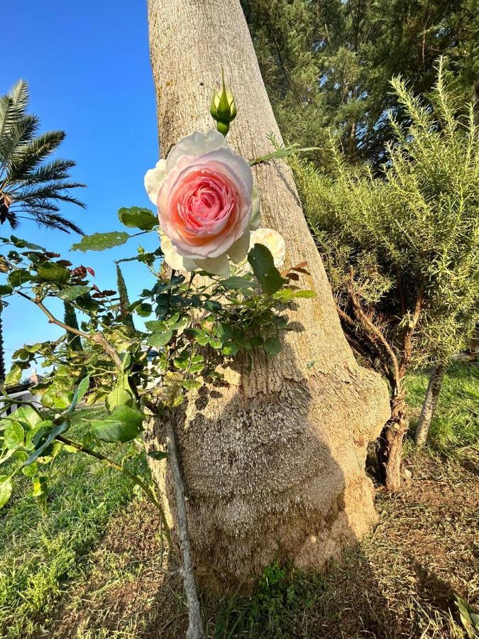 La Finestra Sul Limone Bed and Breakfast Castelvetrano Buitenkant foto